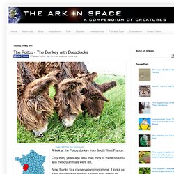 The Poitou - The Donkey with Dreadlocks