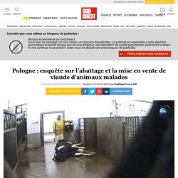 Pologne : enquête sur l’abattage et la mise en vente de viande d’animaux malades