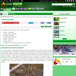 Tortue ponctuée - Clemmyde à gouttelettes - Clemmys guttata