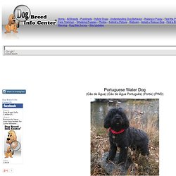 Portuguese Water Dogs
