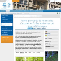 Forêts primaires de hêtres des Carpates et forêts anciennes de hêtres d’Allemagne