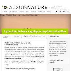 5 principes de base à appliquer en photo animalière