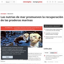 Las nutrias de mar promueven la recuperación de las praderas marinas