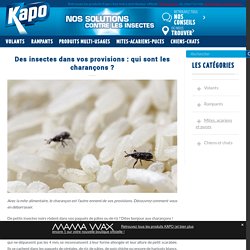 Des insectes dans vos provisions : qui sont les charançons ?