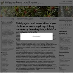 Catalpa jako naturalna alternatywa dla hormonów sterydowych kory nadnerczy i niesterydowych leków przeciwzapalnych. « Medycyna dawna i współczesna