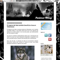 Article: El regreso del lobo también beneficia al oso en Yellowstone