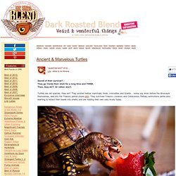 Ancient & Marvelous Turtles
