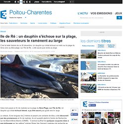 Ile de Ré : un dauphin s'échoue sur la plage, les sauveteurs le ramènent au large