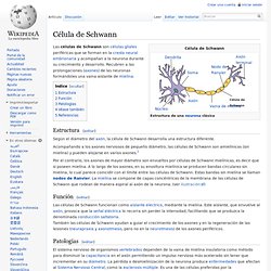 Célula de Schwann