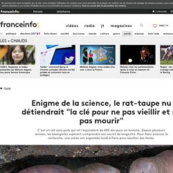 Enigme de la science, le rat-taupe nu détiendrait "la clé pour ne pas vieillir et ne pas mourir"
