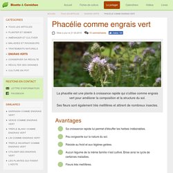 Semer de la phacélie comme engrais vert au potager