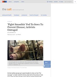 'Piglet Smoothie' Fed To Sows To Prevent Disease; Activists Outraged : The Salt