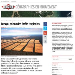 Le soja, poison des forêts tropicales