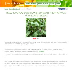 Sunflower Sprouts