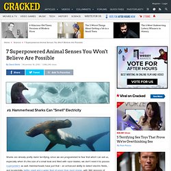 7 Superpowered Animal Senses You Won't Believe Are Possible