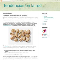 Tendencias en la red: ¿Para qué sirven las plantas de pistacho?