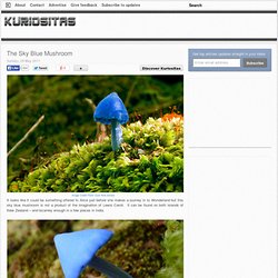 The Sky Blue Mushroom