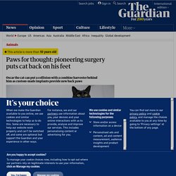 Pioneering surgery puts cat back on his feet