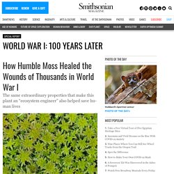 How Humble Moss Healed the Wounds of Thousands in World War I