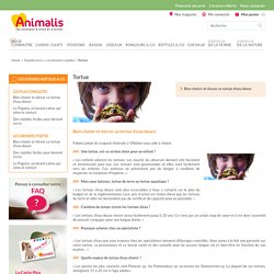 Tortue - Animalis