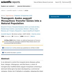 Transgenic Aedes aegypti Mosquitoes Transfer Genes into a Natural Population