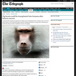 Pig hearts could be transplanted into humans after baboon success