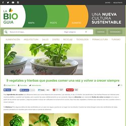9 vegetales y hierbas que puedes comer una vez y volver a crecer siempre