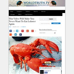 This Video Will Make You Never Want To Eat Lobster Again