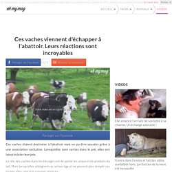 Ces vaches viennent d'échapper à l'abattoir. Leurs réactions sont incroyables