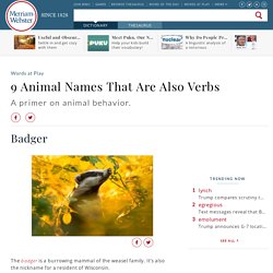 Ferret - 'Weasel,' 'Parrot,' and Other Animal Names That Are Verbs