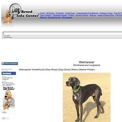 Weimaraner Information and Pictures