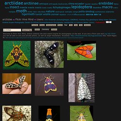 s Best Photos of arctiidae